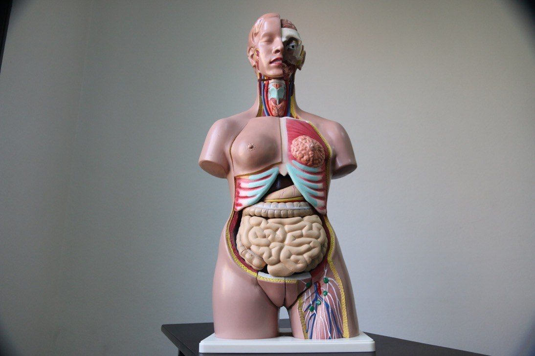 Modelo anatómico de torso humano desmontable para clases de biología